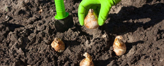 Bulb Planting Chart