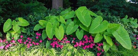 10 Best Bulbs to Plant in Spring