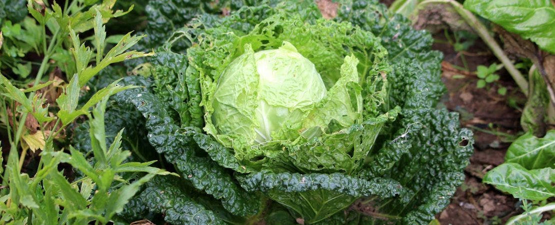 Know Before You Grow: Cabbage and Kale