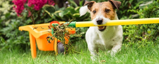 Cleaning Up Your Summer Garden