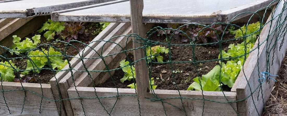 Using Cold Frames in the Garden