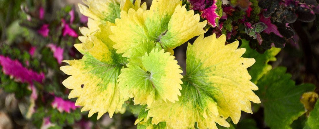 Can Coleus Grow Indoors? The Ultimate Guide