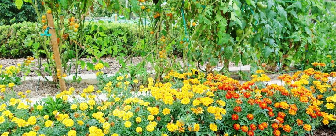 The Top 10 Companion Plants for Your Garden (& 5 Foes)