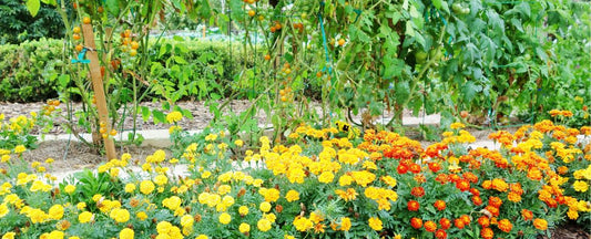 The Top 10 Companion Plants for Your Garden (& 5 Foes)