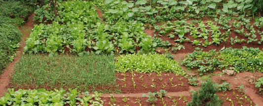 Guide for Early Spring Planting Plus 37 Seeds to Grow