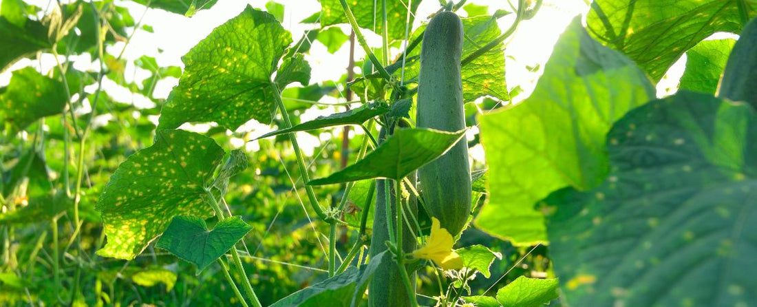The Top 10 Companion Plants for Cucumbers (& 5 Foes)