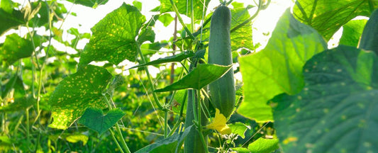 The Top 10 Companion Plants for Cucumbers (& 5 Foes)
