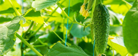 Know Before You Grow: Cucumbers