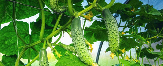 6 Best Vegetables for a Vertical Garden