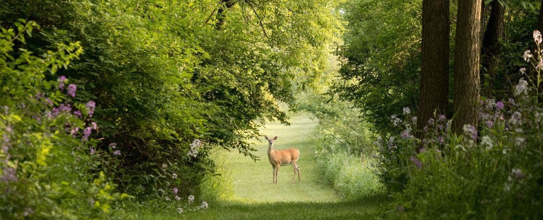 25 Best Deer-Resistant Plants for Your Garden