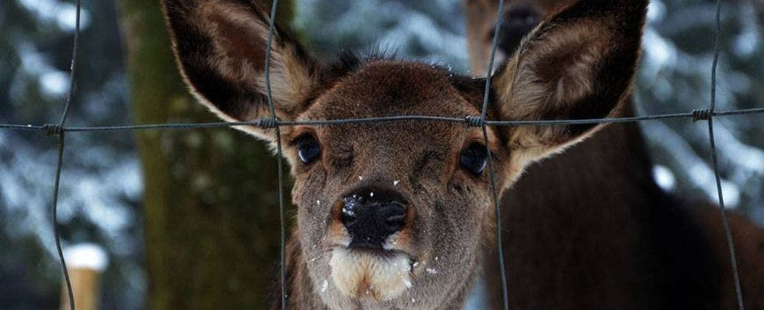 How to Deter Deer from Your Garden
