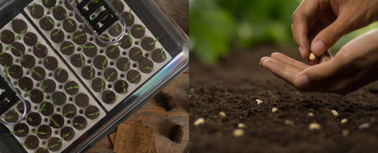 When to Choose Indoor Seed Starting vs. Direct Sowing