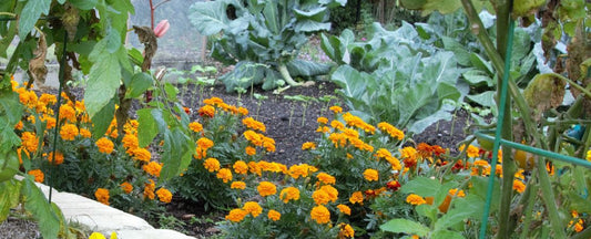 Best Seeds to Direct Sow Outdoors: Vegetables & Flowers That Grow Strongest When Planted in Place