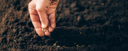 What Is Direct Sowing?