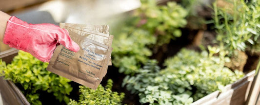 Do Seeds Expire? A Guide to Seed Longevity and Proper Storage