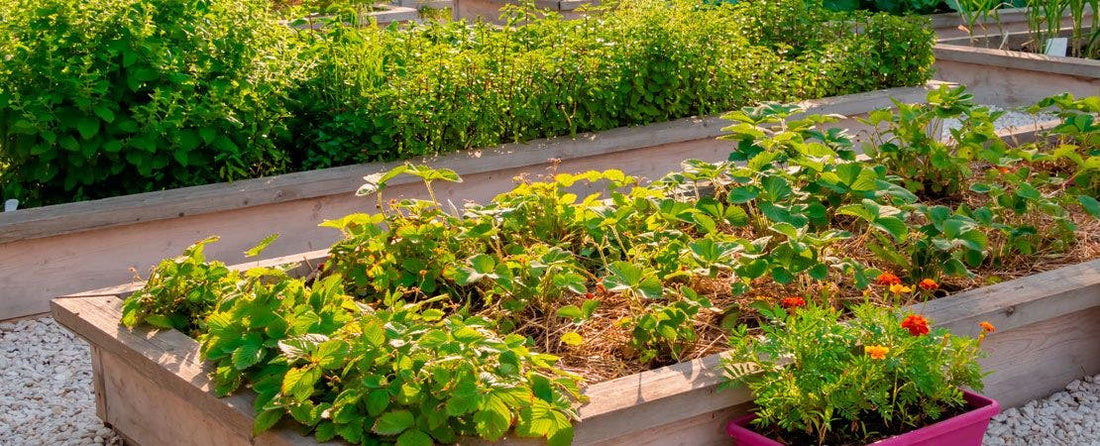 What Not to Plant Next to Tomatoes