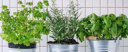4 Easy Herbs to Grow: Get Started With These Easy Herbs