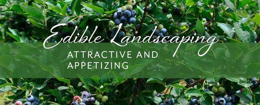 Edible Landscaping: Attractive and Appetizing
