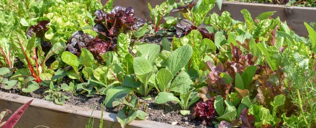 Growing Food in Containers: Top Picks for What to Plant