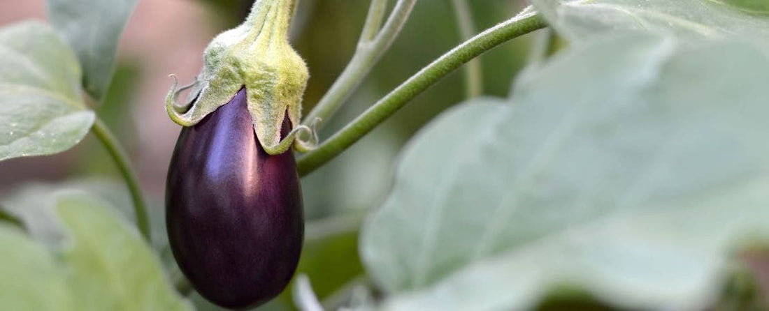 Know Before You Grow: Eggplant