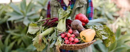 harvested basket of fall vegetables