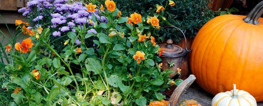 Perennial and Annual Plants for Fall Color and Container Gardens