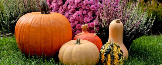 Why You Need a Fall Garden