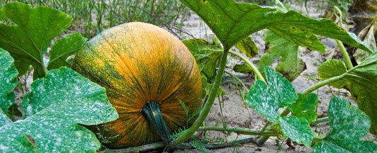 Ready for Fall? Here are 5 Quick Reminders for Fall Planting