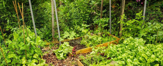 All About Fertilizing Garden Plants