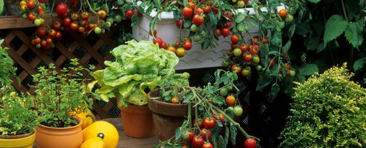 Small Space & Container Gardening: Your Guide to Growing Big In Tiny Spaces