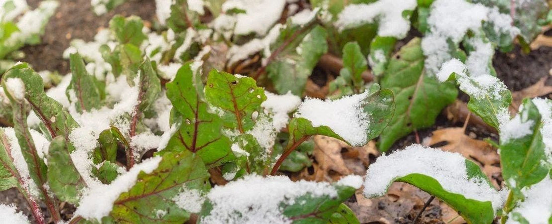 First and Last Frost Dates