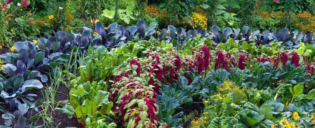 Glossary of Gardening Terms