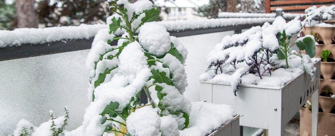 What to Do in the Garden in December