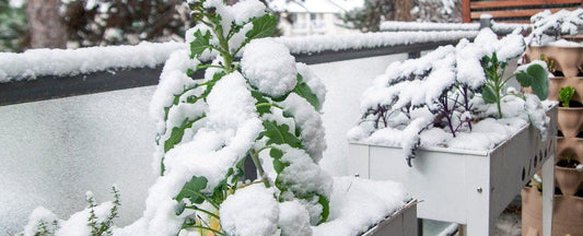 What to Do in the Garden in December
