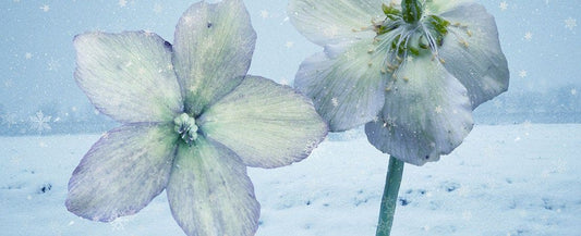 What to Do in the Garden in January