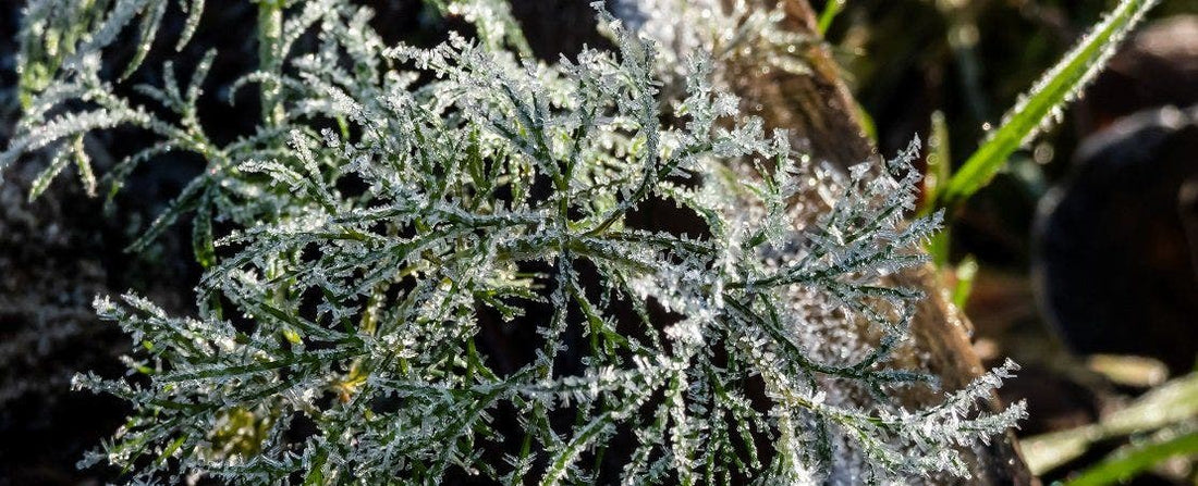 What to Do in the Garden In November