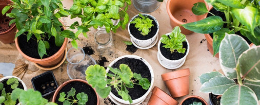 Gifts for Indoor Gardeners