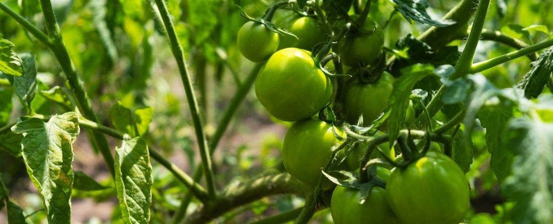 The Top 5 Reasons Tomatoes Won’t Turn Red or Ripen