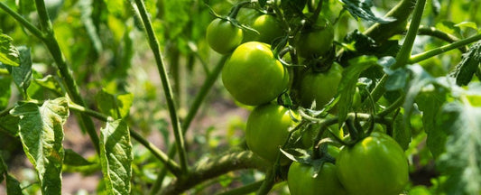 The Top 5 Reasons Tomatoes Won’t Turn Red or Ripen