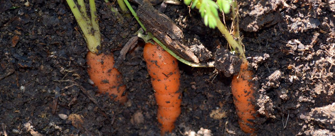 How to Grow Carrots from Seed  Park Seed