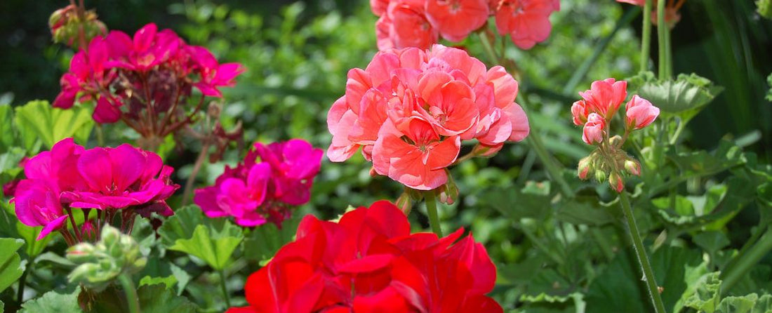 How to Grow Geraniums from Seed: Timing, Sowing, and Care  Park Seed