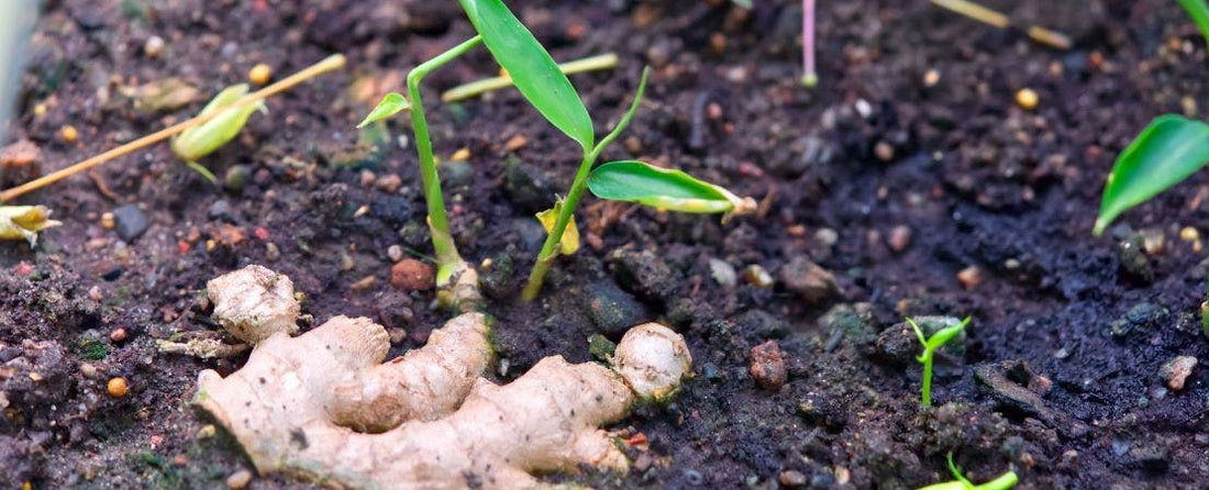 Growing Ginger
