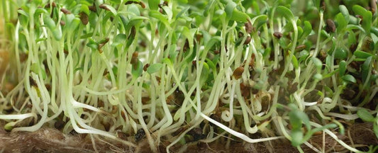 Grow Microgreens at Home