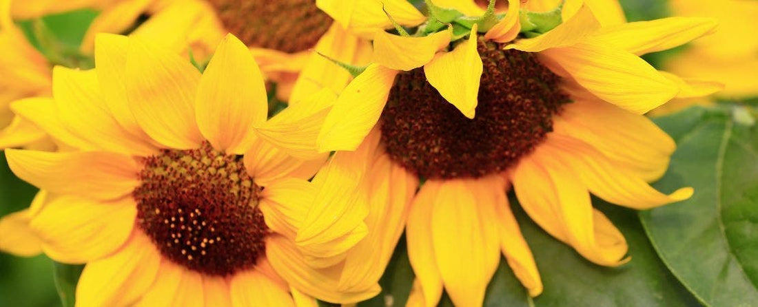 Hello, Sunshine! How to Plant Sunflower Seeds