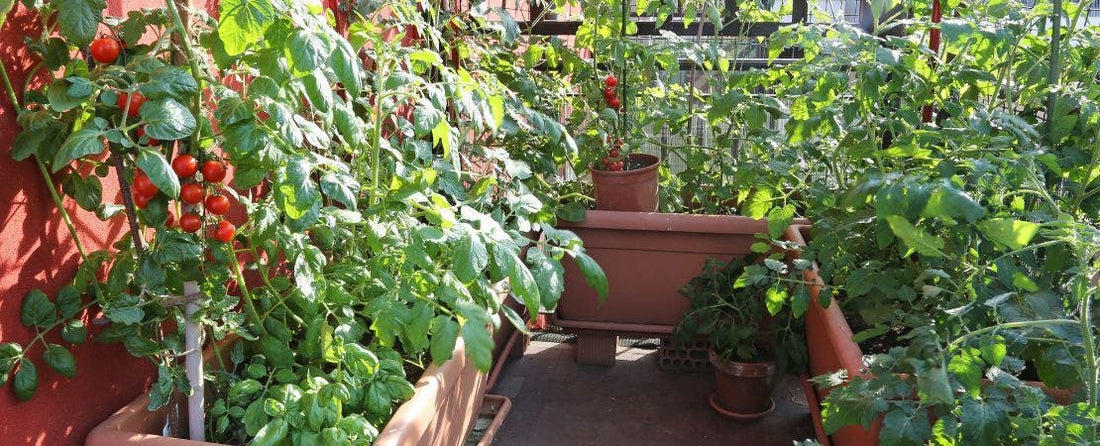 8 Steps for Growing Tomatoes in Containers