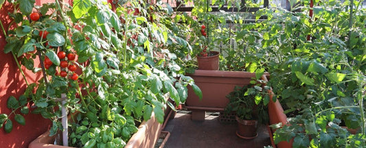 8 Steps for Growing Tomatoes in Containers