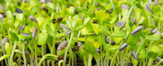How to Grow Tomatoes from Seed