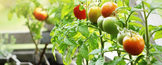 How to Grow Tomatoes: The Ultimate Guide