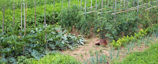 How to Grow a Year's Worth of Food