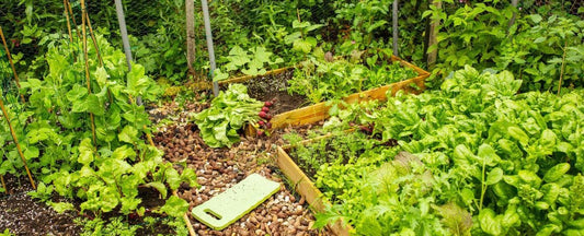Grow Your Own Food: It’s Safe, Fresh, and Always in Stock
